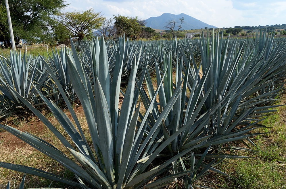 Tequila オレ達のタコ部屋